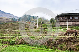 horse on terraced fields and houses in Dazhai