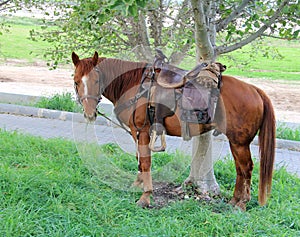 Horse tethered under the trees