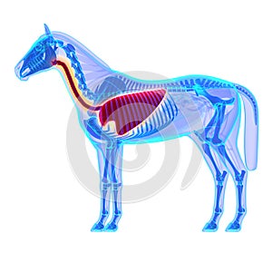 Horse Thorax - Horse Equus Anatomy - isolated on white photo