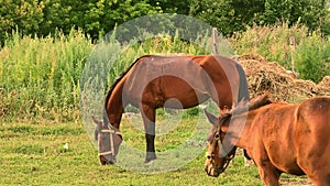 The horse is thoroughbred brown in color.