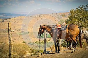 Horse tie to a pole in a ranch at rural area