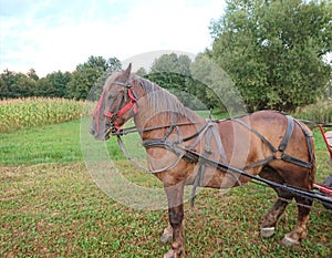 Horse tied with bridle