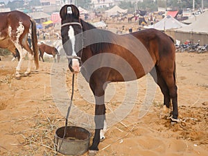 Horse tied by rope in indian village rural area