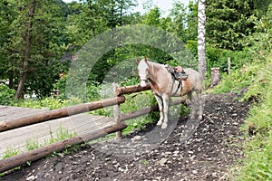 The horse is tied to a fence