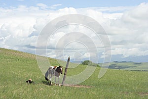 Horse tied to a pole.