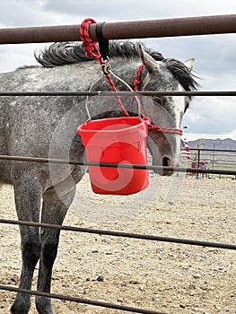 Horse tied to rail with red feed bucket. Photo looks up to sky and mountains.