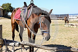 A horse tied to a wooden post with a saddle on a hot summer day in the background with a horse foal drinking water