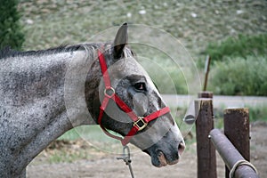 Horse tied up