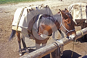 Horse tied up ready to be ridden, Lakeview, MT