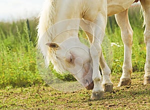 Horse tilted her head to the ground on a background of green grass