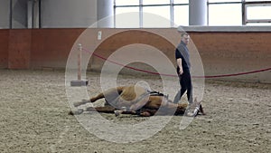 Horse to lay down. Asking a horse to lie down when riding. Laying down horse. No ropes. Natural Horsemanship.