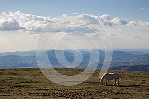 Horse on top of a mountain