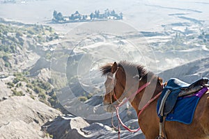 A horse for tourist rent in Bromo volcano area in Java, Indonesia.