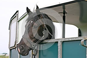 Horse in trailer