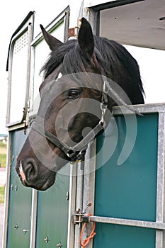 Horse in trailer