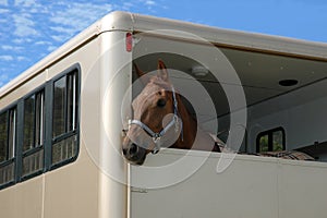 Horse in the trailer