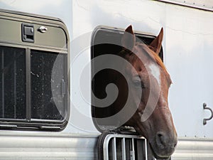 Horse in Trailer