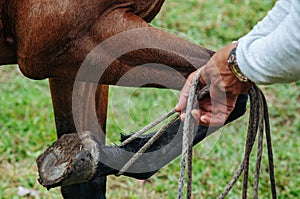 Horse trainer lifting the leg of a mare