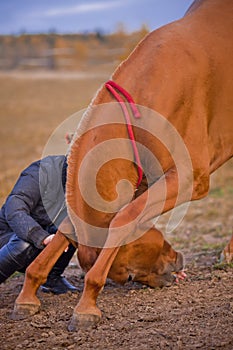 Horse training