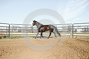 Horse training concept