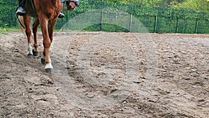 The horse on the training ground slowly drives the rider of the child. Horse riding training. Horseback Riding . Horse leg closeup