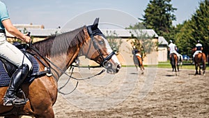 Horse training in paddock before equestrian show jumping