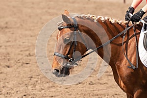 horse training in the stable. Head close-up