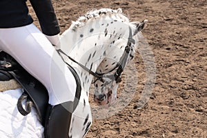 horse training in the stable. Head close-up