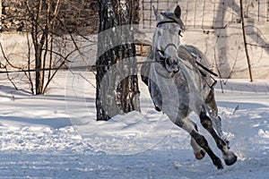 Horse training workout winter