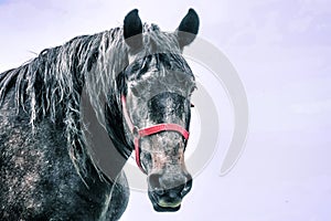 A horse in the Transylvanian mountains