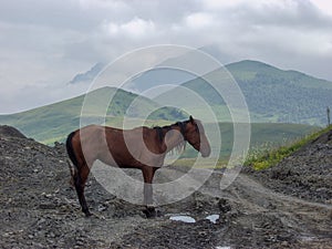 Horse. Travel to the Caucasus mountains in Kabardino-Balkaria photo
