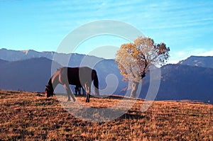 Horse and tree