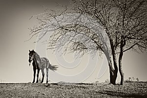 Un caballo a un árbol 