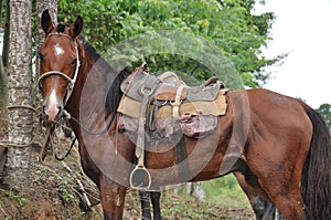 horse tropeiro of the farm photo