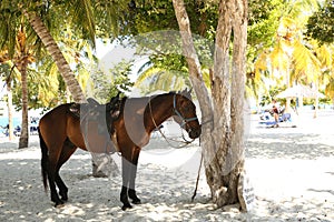 horse on a tropical beach with white sand tied under palm trees