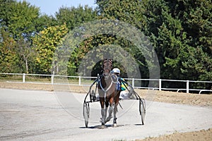 Horse trotter breed in motion