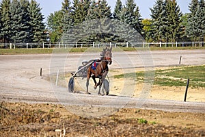 Horse trotter breed in motion