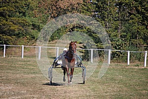 Horse trotter breed in motion racing