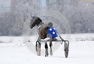 Horse trotter breed in winter. Back view