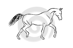 Horse Trotter on white background