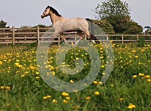 Horse Trotting In Buttercups