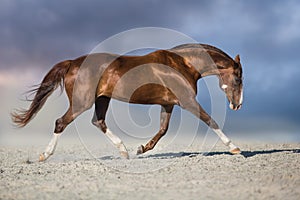 Horse trotting in desert