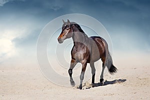 Horse trotting in desert