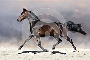 Horse trotting in desert