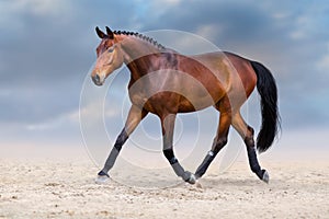 Horse trotting in desert