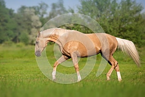 Horse trotting in field