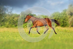 Horse trotting in field