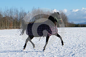 horse is trotting in the field in winter