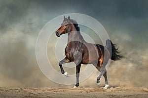 Horse trotting free photo