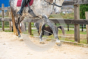 Horse trotting in the sand of an equestrian center